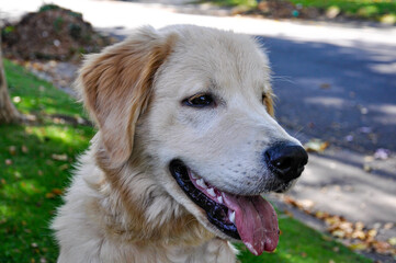 golden retriever portrait