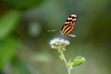 butterfly on a flower