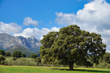 Large centenary holm oak in a meadow with the mountains in the background one sunny spring morning...