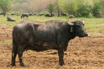 Fototapeten Female black water buffalo closeup on cattle farm mud field © varbenov