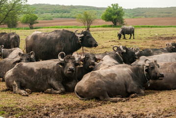 Fototapeta premium Water buffalo herd grazing in country farm