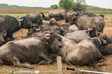 Water buffalo herd  grazing in country farm