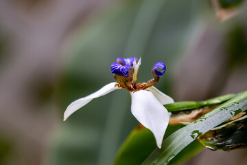 bee on a flower