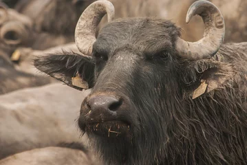 Photo sur Plexiglas Buffle Water buffalo herd  grazing in country farm