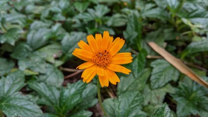 yellow dandelion flower