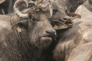 Water buffalo herd  grazing in country farm