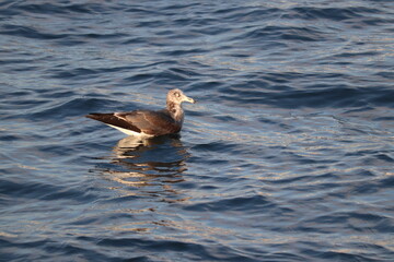 豊洲ぐるり公園の野鳥たち