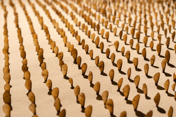 Obraz premium Hundreds of maple seeds sticked vertically to background