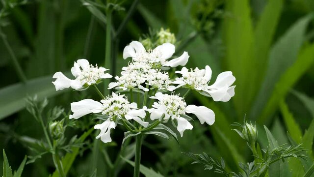 Tokyo,Japan-May 16, 2021: Closeup of Orlaya grandiflora or white lace flower or large-flower orlaya or Minoan Lace
