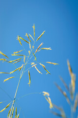 Grass with seeds against the sky