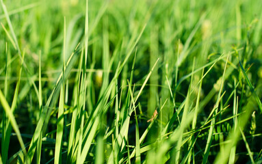 green young grass close up