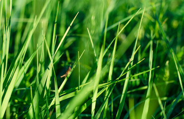green young grass close up