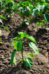 Pepper seedlings in the ground in the field