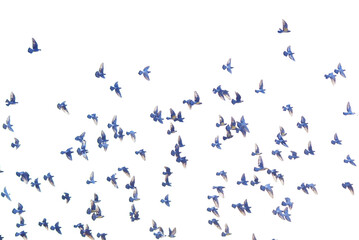 飛翔する鳩の群れ