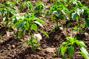 Pepper seedlings in the ground in the field