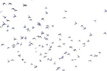 飛翔する鳩の群れ