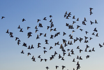 飛翔する鳩の群れ