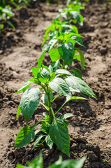 Pepper seedlings in the ground in the field