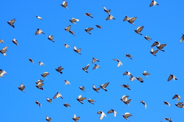 飛翔する鳩の群れ