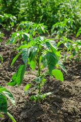 Pepper seedlings in the ground in the field