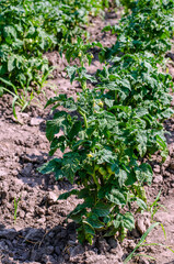 tomato plant at the stage of ripening