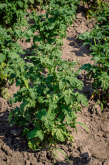 tomato plant at the stage of ripening