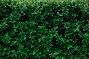 Fototapeta na wymiar A wall of leaves. Background from green leaves.