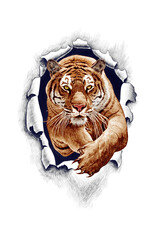 The tiger in the jump breaks through the paper (metal). Pencil drawing isolated on a white background.   - 433858340