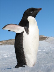 Obraz premium 海氷上のアデリーペンギン