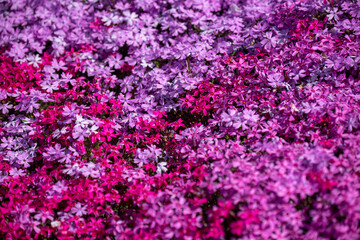 Obraz premium 一面に咲く芝桜の接写