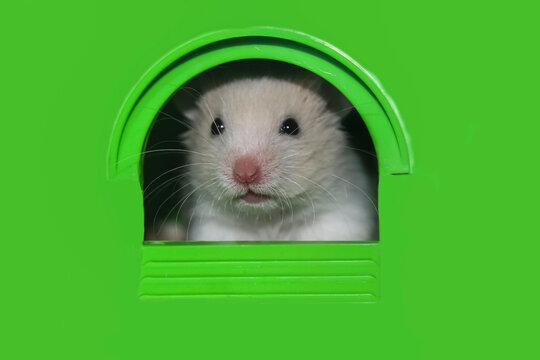 A Cute, Fluffy, White, Syrian Hamster With A Pink Nose And Black Eyes Stuck Its Muzzle Out Of The Bright Green Window.