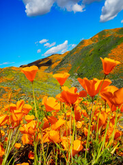 Bright orange California Golden Poppies in the foreground and green rolling hills, covered in the State Flower in the background against a blue sky with clouds. Depth of field