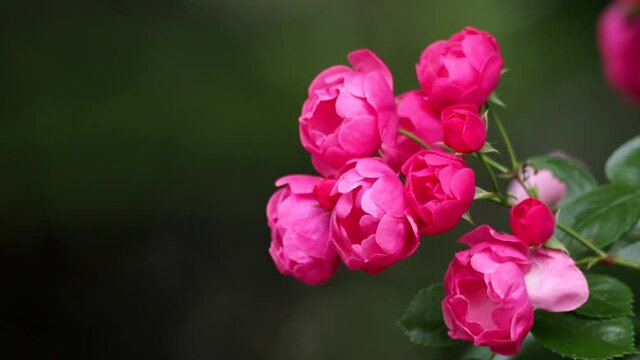 Tokyo,Japan-May 16, 2021: Closeup of red roses -- Breed Angela -- in the morning
