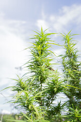A Marijuana plant grow on the in Thailand very high plant about 3 meter high on a blue sky with 2 clouds on the sides, its an oily plant for making Jarhass and smoke it