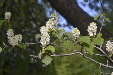 A tree full of white flowers