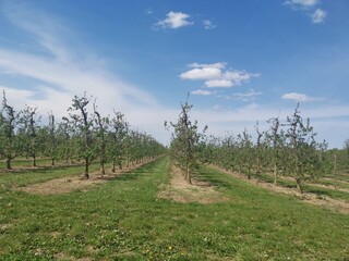 An apple plantation in the middle of the field