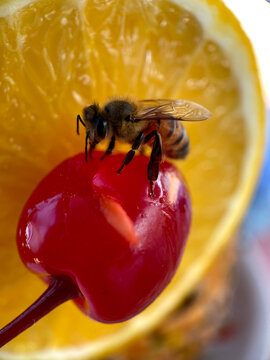 Bee in a Cherry