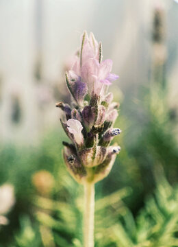 Macro photography - Flow