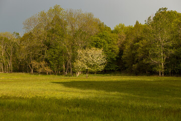 May morning at Paul Douglas Preserve Park, Hoffman Estates, Illinois