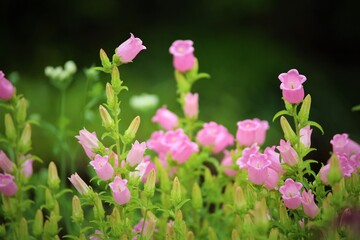 咲き乱れて満開