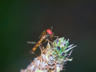 fly on a leaf