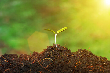 The seedling are growing from the rich soil to the morning sunlight that is shining, ecology concept