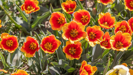 Top view of Orange and Yellow color Tulip flowers