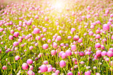 field of pink tulips