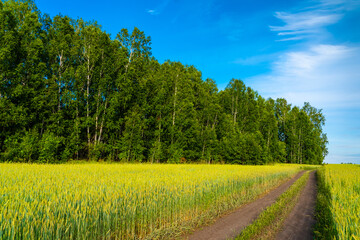 Fototapeta na wymiar cereal agricultural field at sunny day, edge of birch grove, country road to horizon through rye or barley