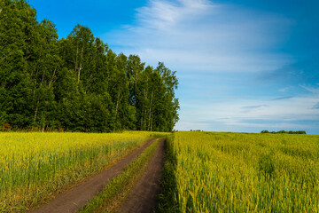 cereal agricultural field at sunny day, edge of birch grove, country road to horizon through rye or barley