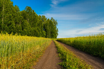 cereal agricultural field at sunny day, country road through rye or barley
