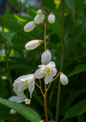 ヒメウツギの蕾04