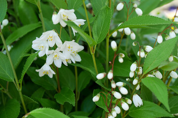 ヒメウツギの蕾03