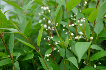 ヒメウツギの蕾01